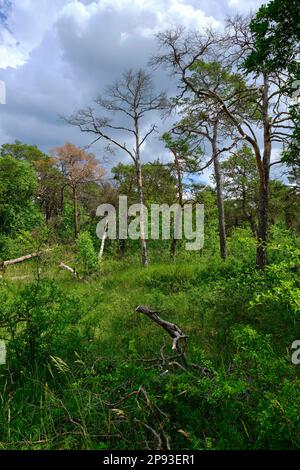 Höhfeldplatte Natur- und Landschaftsschutzgebiet in der Nähe von Thüngersheim, Main-Spessart, Niederfrankien, Bayern, Deutschland Stockfoto