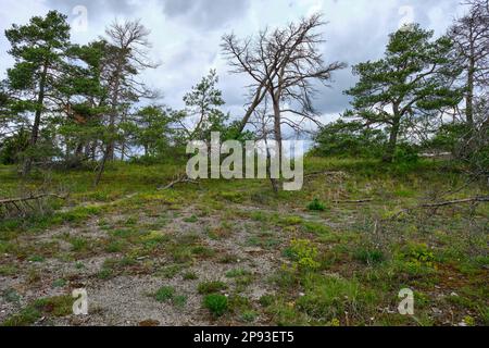 Höhfeldplatte Natur- und Landschaftsschutzgebiet in der Nähe von Thüngersheim, Main-Spessart, Niederfrankien, Bayern, Deutschland Stockfoto