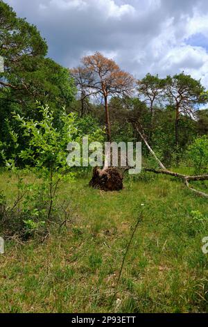 Höhfeldplatte Natur- und Landschaftsschutzgebiet in der Nähe von Thüngersheim, Main-Spessart, Niederfrankien, Bayern, Deutschland Stockfoto