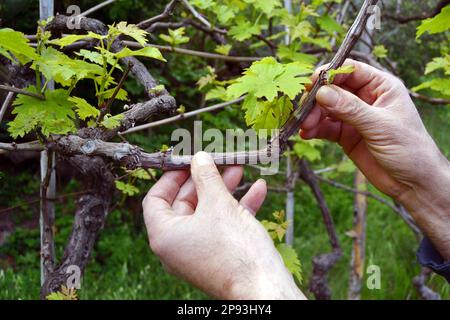 Der Landwirt zeigt Weinreben in Italien Stockfoto