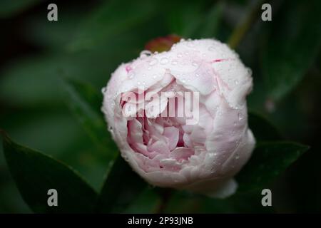 Pfingstrosen nach Sommerregen in Deutschland Stockfoto