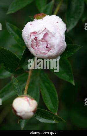 Pfingstrosen nach Sommerregen in Deutschland Stockfoto