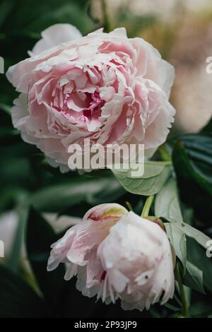 Rosa Blumen einer Pfingstrose in der Sonne Stockfoto