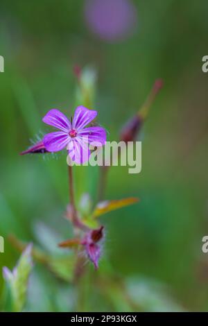 Cranesbill, Ruprechtskraut, Geranium robertianum Stockfoto