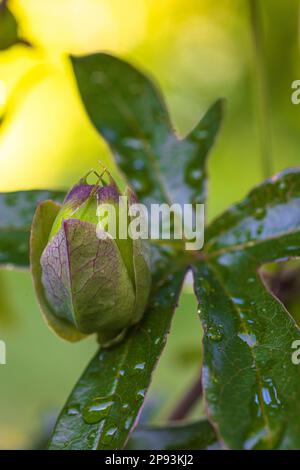 Grüne Knospe, Passionsblume, Passiflora caerulea, Stockfoto