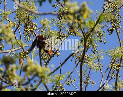 Ein Malabar Giant Eichhörnchen, das Früchte auf einem Baum im Nagarhole-Nationalpark (Indien) isst Stockfoto