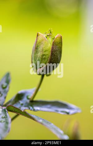 Grüne Knospe, Passionsblume, Passiflora caerulea, Stockfoto