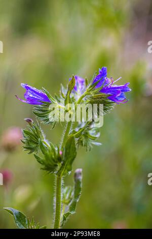 Der gewöhnliche Viper-Bugloss (Echium vulgare) in der Blume Stockfoto