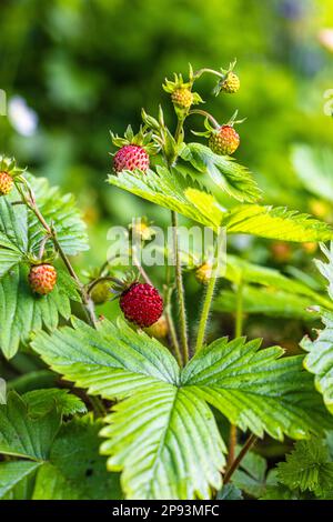 Wilde Erdbeeren, Blumen, Naturnähe Stockfoto