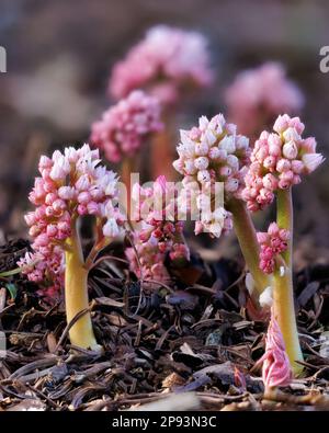 Lathraea squamaria „Common Toothwort“ in den Aberglasney Gardens Stockfoto