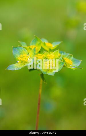 Hohe Stonekropenblüten (Sedum telephium) Stockfoto