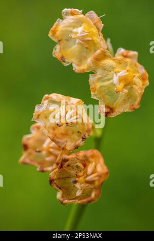 Lilie des Tals (Convallaria majalis) Blumen, verwelkt, Nahaufnahme Stockfoto
