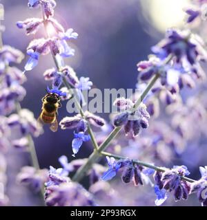 Biene, die Honig auf Lavendelblüten sammelt Stockfoto