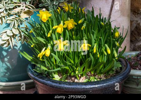 Eine Schüssel mit Tete a Tete Narcissus, Miniatur-Narzissen. Stockfoto