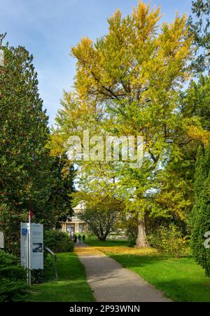 Ginkgo biloba, Fanleaf-Baum mit Herbstlaub in den Hohenheim-Gärten des Hohenheimer Schlosses, Stuttgart, Baden-Württemberg Stockfoto