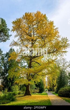 Ginkgo biloba, Fanleaf-Baum mit Herbstlaub in den Hohenheim-Gärten des Hohenheimer Schlosses, Stuttgart, Baden-Württemberg Stockfoto