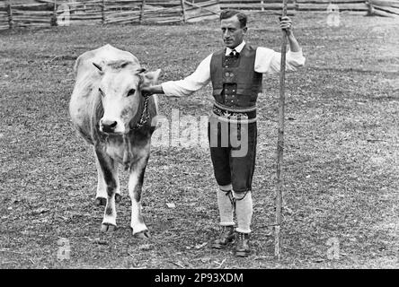 Südtiroler aus dem Ulten-Tal um 1930 bis 1950, Mann mit Kuh Stockfoto