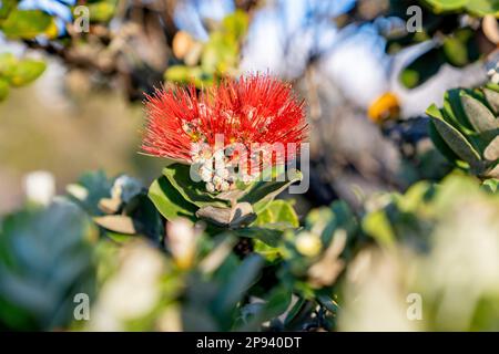 Blume von Ohi'a lehua, Metrosideros polymorpha, Hawai'i Volcanoes National Park, Big Island, Hawaii, USA, Polynesien, Ozeanien Stockfoto