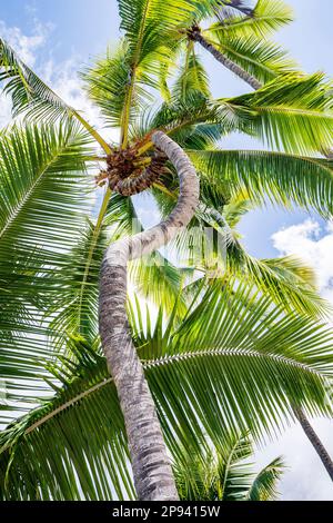 Palmen im Pu'uhonua O Honaunau National Historical Park, Big Island, Hawaii, USA, Polynesien, Ozeanien Stockfoto