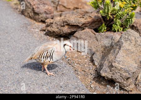 Chukar Rebhuhn im Haleakala-Nationalpark, Alectoris Chukar, Maui, Hawaii, USA, Polynesien, Ozeanien Stockfoto