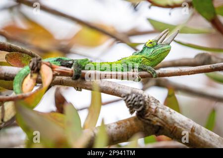 DreihornChamäleon, Jacksons Chamäleon, Trioceros Jacksonii, Maui, Hawaii, USA, Polynesien, Ozeanien Stockfoto