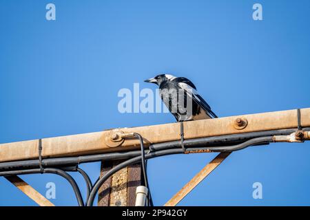 Flöte crow Starling, Gymnorhina tibicen, Kangaroo Island, Südaustralien, Australien Stockfoto