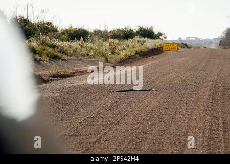 Schwarzer Tigerotter, Notechis, Kangaroo Island, Südaustralien, Australien Stockfoto