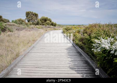 Fußweg zur Grotte, South Sea Myrtle, Leptospermum Scoparium, Peterborough, Port Campbell, Great Ocean Road, Victoria, Australien Stockfoto