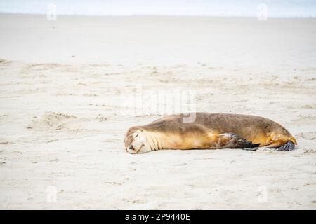 Australischer Seelöwen, der am Strand schläft, Neophoca cinerea, Seal Bay Conservation Park, Kangaroo Island, Südaustralien, Australien Stockfoto