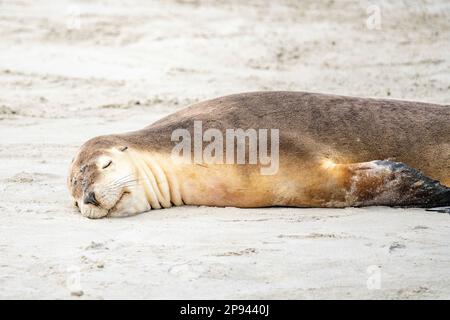 Am Strand schlafender australischer Seelöwe, Neophoca cinerea, Seal Bay Conservation Park, Kangaroo Island, Südaustralien, Australien Stockfoto