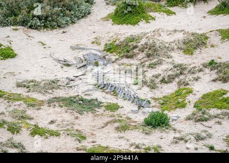 Skelett eines Buckelwals, Seal Bay Conservation Park, Kangaroo Island, Südaustralien, Australien Stockfoto