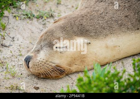 Australischer Seelöwen, der am Strand schläft, Neophoca cinerea, Seal Bay Conservation Park, Kangaroo Island, Südaustralien, Australien Stockfoto