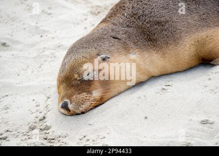 Australischer Seelöwen, der am Strand schläft, Neophoca cinerea, Seal Bay Conservation Park, Kangaroo Island, Südaustralien, Australien Stockfoto