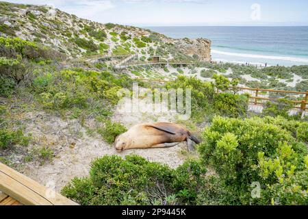 Australischer Seelöwe, der auf dem Hang schläft, Neophoca cinerea, Seal Bay Conservation Park, Kangaroo Island, Südaustralien, Australien Stockfoto