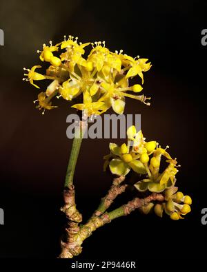 Cornus Mas „Cornelian Cherry“-Blume in den Aberglasney Gardens Stockfoto