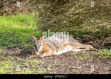 Derby Wallaby, Notamacropus eugenii, Kangaroo Island, Südaustralien, Australien Stockfoto