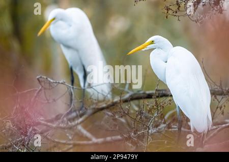 Elegante große Reiher (Ardea alba) hoch oben auf Ästen in einer Wattenvogel-Rookery am Sawgrass in Ponte Vedra Beach, Florida. (USA) Stockfoto