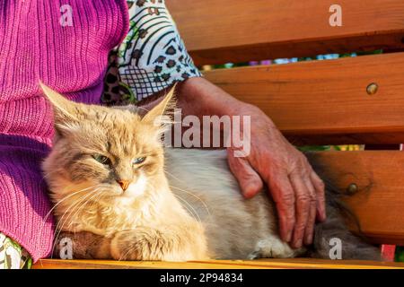Die Hand der alten Frau streichelt die Katze. Nahaufnahme Stockfoto