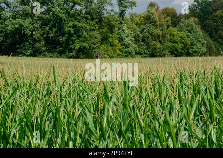 Eine malerische Landschaft mit einem sonnenüberfluteten Maisfeld mit Bäumen im Hintergrund Stockfoto