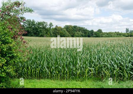 Eine malerische Landschaft mit einem sonnenüberfluteten Maisfeld mit Bäumen im Hintergrund Stockfoto