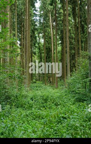Eine üppige Waldlandschaft mit einer Ansammlung hoher immergrüner Bäume mit dichtem Laub Stockfoto