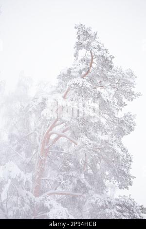 Kiefer, windiges Winterwetter, schneebedeckte Äste, Finnland Stockfoto