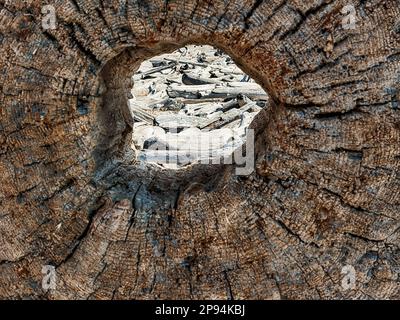 Durch das Loch in einem alten Baumstumpf auf San Juan Island sind Treibholzhaufen sichtbar. Stockfoto