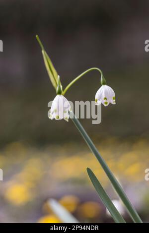 Detail einer Frühlingsknotenblume in Deutschland Stockfoto