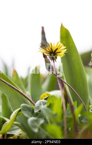 Blick von unten auf eine Löwenzahnpflanze in Blüte vor dem trüben Himmel Stockfoto