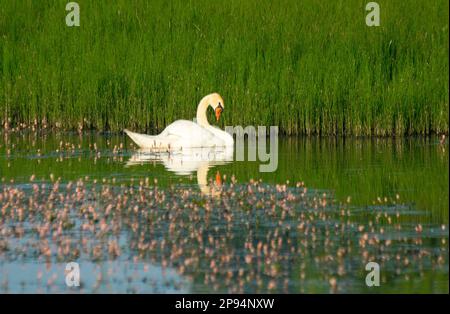 Europa, Deutschland, Hessen, Nordhessen, Waldecker Land, Nationalpark Kellerwald-Edersee, Stumm Schwan (Cygnus olor) Stockfoto