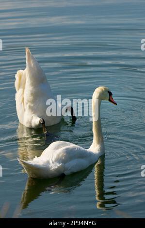 Europa, Deutschland, Hessen, Nordhessen, Waldecker Land, Nationalpark Kellerwald-Edersee, Stumme Schwäne (Cygnus olor), zwei Schwäne Stockfoto