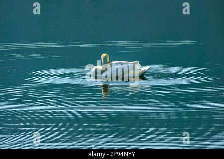 Europa, Deutschland, Hessen, Nordhessen, Waldecker Land, Kellerwald-Edersee-Nationalpark, Stumme Schwan (Cygnus olor), Gefiederpflege Stockfoto