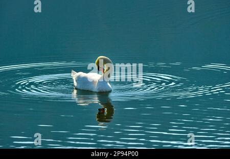 Europa, Deutschland, Hessen, Nordhessen, Waldecker Land, Kellerwald-Edersee-Nationalpark, Stumme Schwan (Cygnus olor), Gefiederpflege Stockfoto