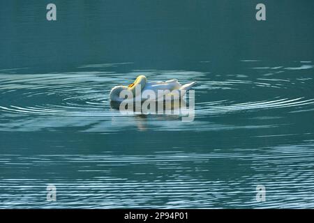 Europa, Deutschland, Hessen, Nordhessen, Waldecker Land, Kellerwald-Edersee-Nationalpark, Stumme Schwan (Cygnus olor), Gefiederpflege Stockfoto